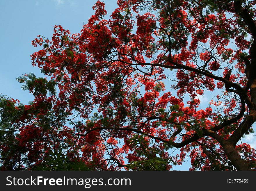 Flame of the forest flowers, against the sky