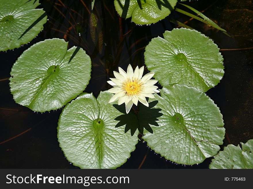 Lotus with pads, on a pond