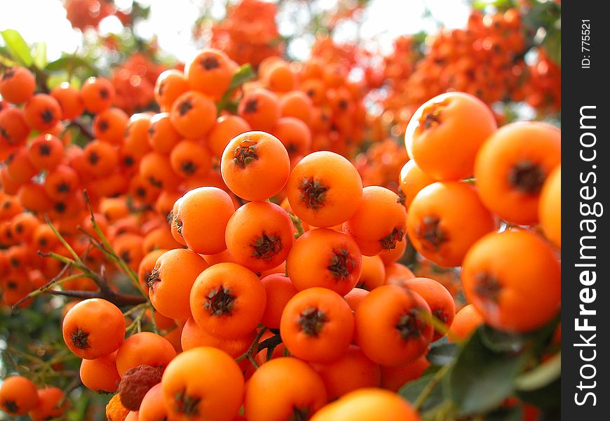 Some kind of berry that looks like small tomatoes. Nice color. Some kind of berry that looks like small tomatoes. Nice color.