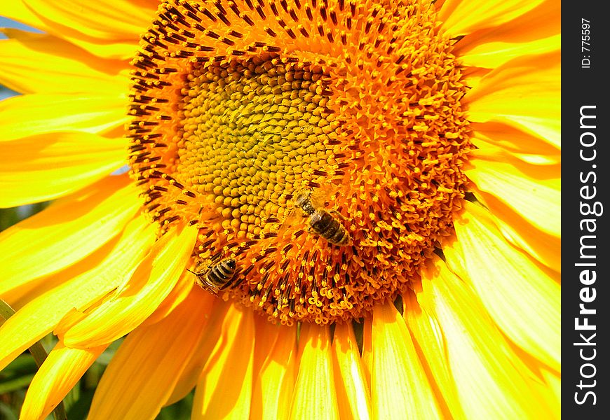 Two bees on a sunflower, very bright and yellow