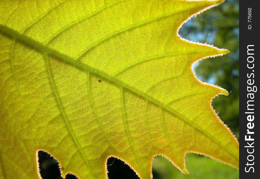 Platan leaf detail. Sun behind. Platan leaf detail. Sun behind.