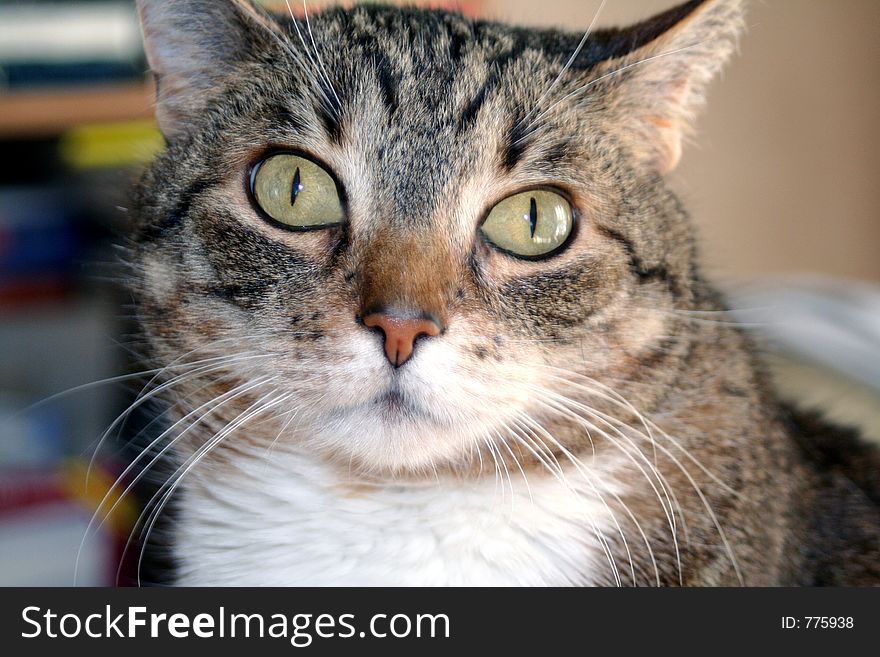 Portrait of mixed breed male black tiger cat. Portrait of mixed breed male black tiger cat.