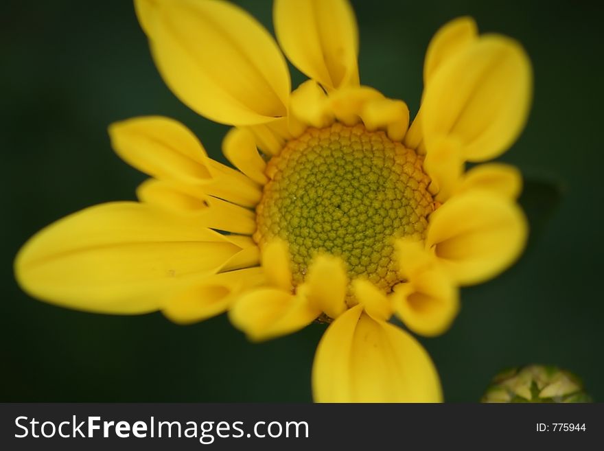 Top view of a blooming/opening yellow chrysanthemum in landscape format.