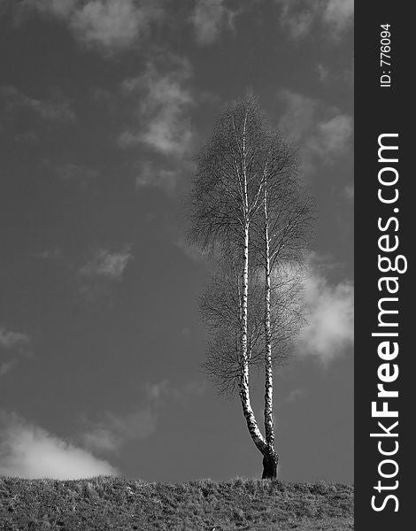 Birch Tree on the top oh the hill B&W