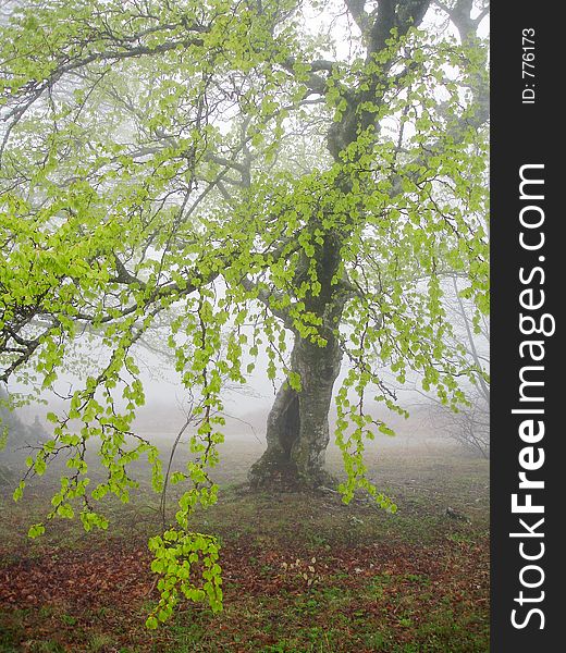 An old beech tree with a clean leaves in froggy morning. An old beech tree with a clean leaves in froggy morning