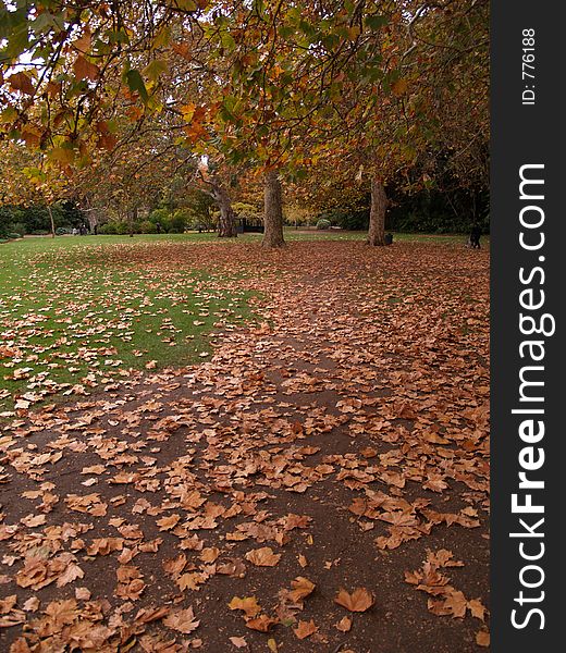 A lovely path filled with autumn leaves leading through to 2 very old large trees. A lovely path filled with autumn leaves leading through to 2 very old large trees.