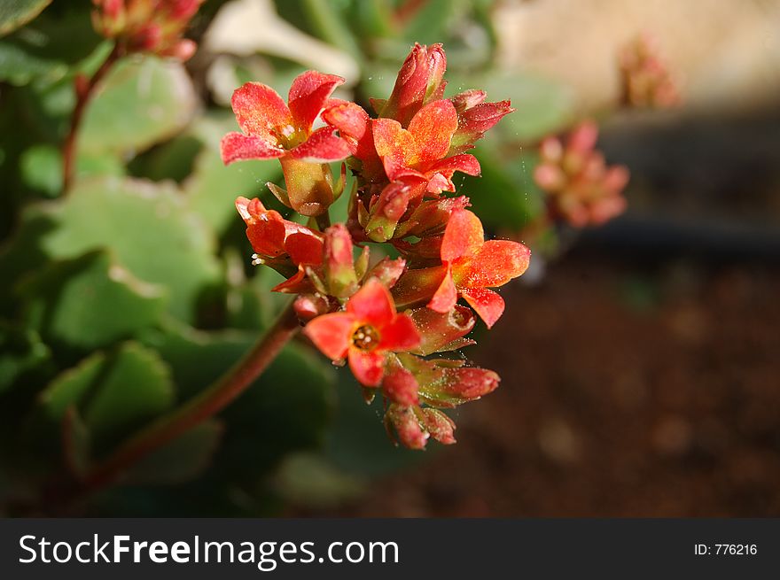 Detailed photo of spanish succulent in flower
