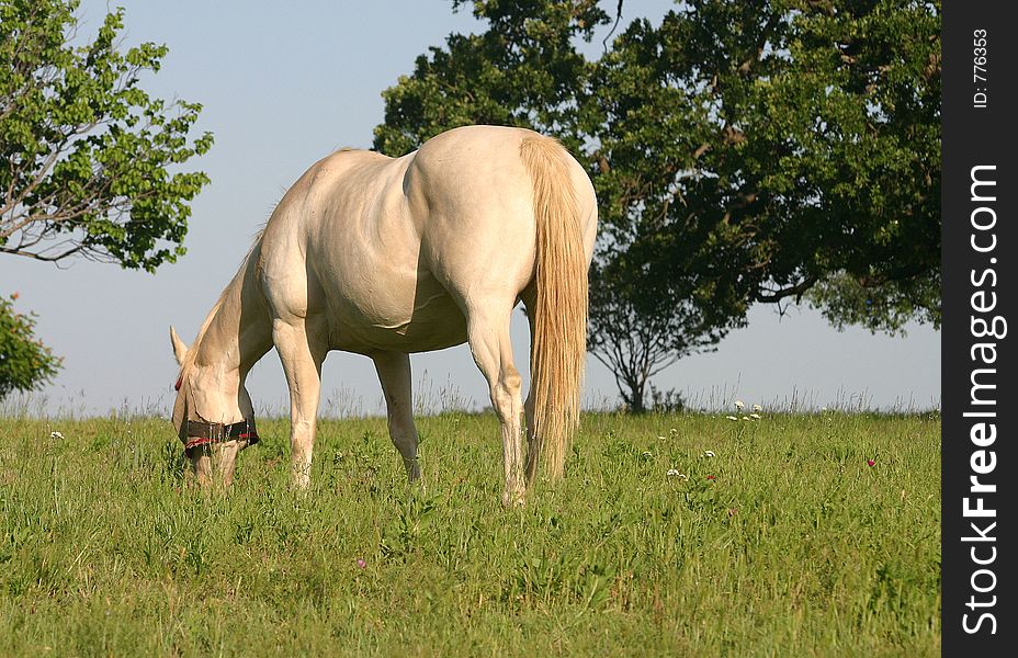 Cream colored perlino Quarter Horse mare wearing fly mask grazing on hill in green grass, summer pasture, trees in background, blue sky on horizon,afternoon sunlight. Cream colored perlino Quarter Horse mare wearing fly mask grazing on hill in green grass, summer pasture, trees in background, blue sky on horizon,afternoon sunlight