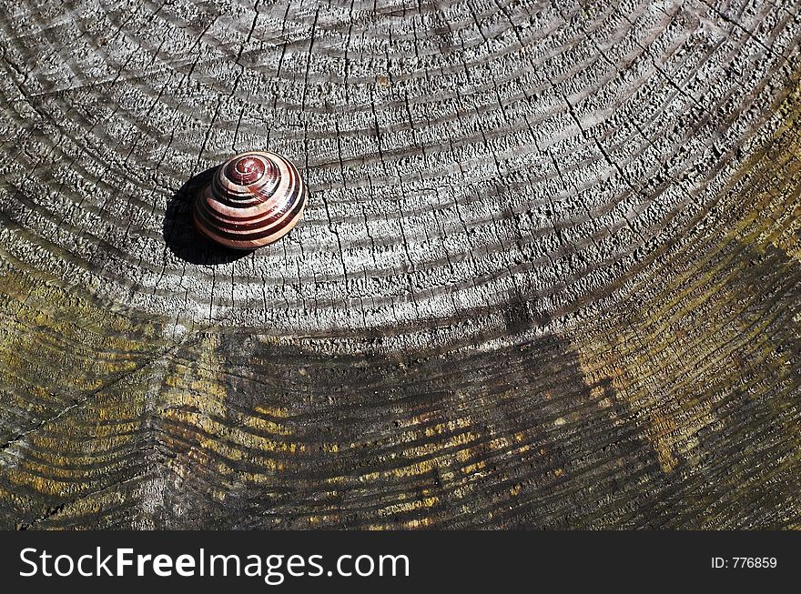 Snail on wooden background