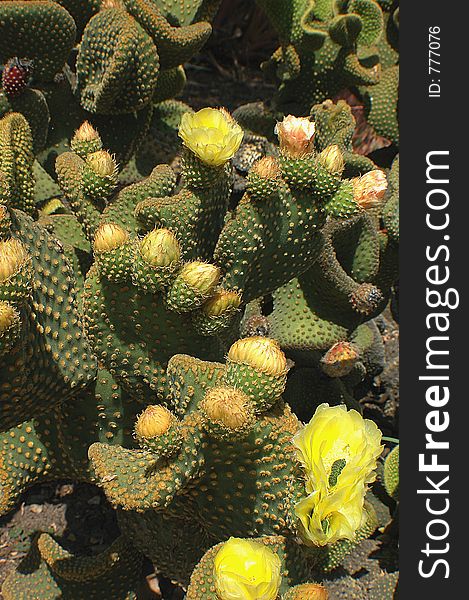 Cactus YellowFlowers