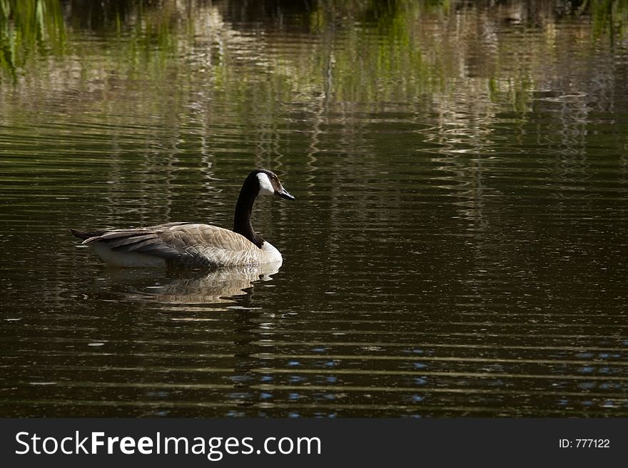 Canada Goose (Branta canadensis) floats on pond with ripples and vegetation reflections. Canada Goose (Branta canadensis) floats on pond with ripples and vegetation reflections