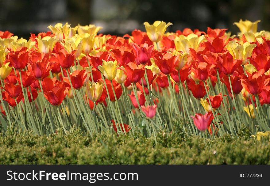 Beautiful yellow and red tulips