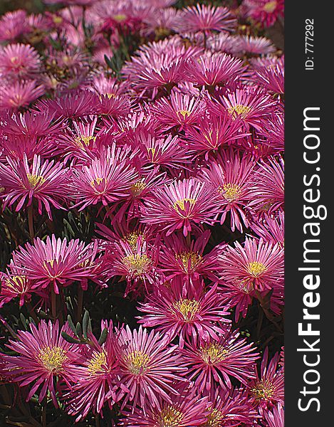 A lot of dark pink flowers with yellow middles , vertical photo made in Huntington Library. A lot of dark pink flowers with yellow middles , vertical photo made in Huntington Library