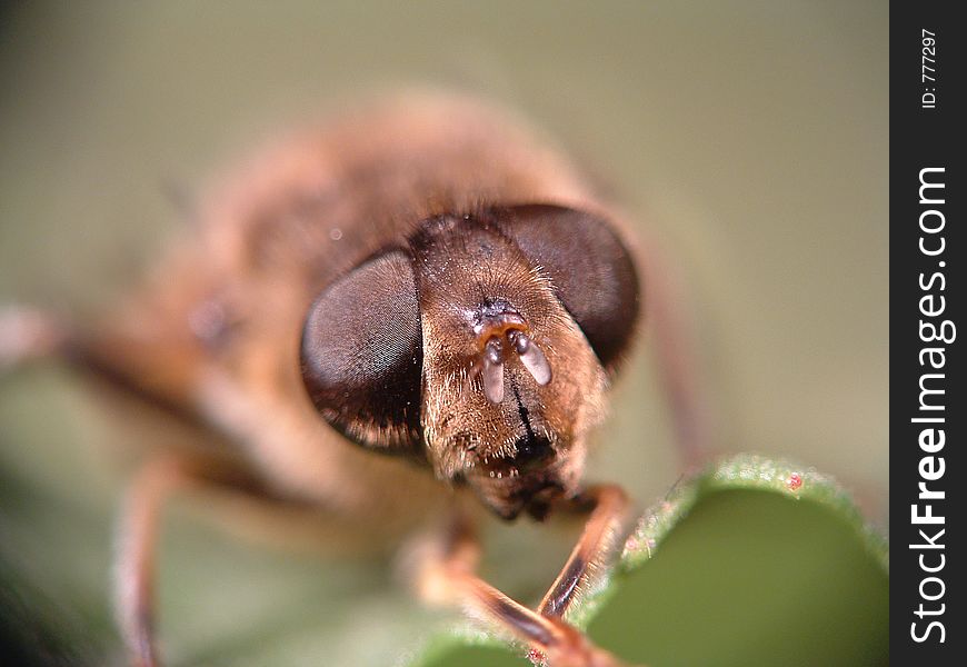 Fly close up