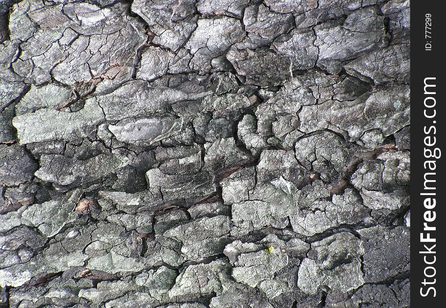 Texture Of Tree Bark