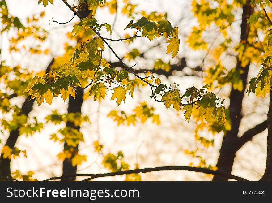 Maple tree leaves in spring