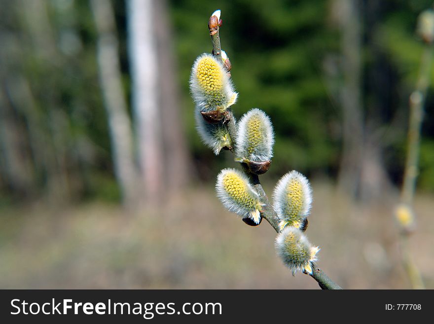 ÐºÐ¸ Willows (Salix sp). A plant melliferous, tannic. The photo is made in the Moscow area. Original date/time: 2006:04:29 11:22:40. ÐºÐ¸ Willows (Salix sp). A plant melliferous, tannic. The photo is made in the Moscow area. Original date/time: 2006:04:29 11:22:40.