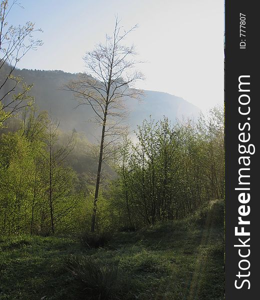 Morning forest in Caucasus mountains,Russia. Morning forest in Caucasus mountains,Russia