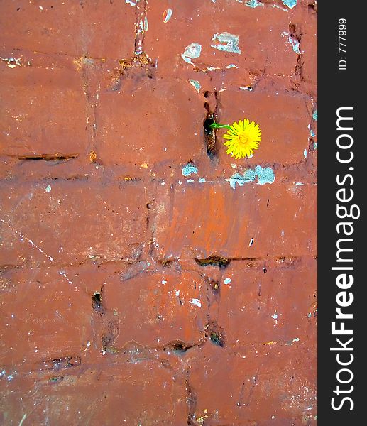 Flower on a wall. Flower on a wall