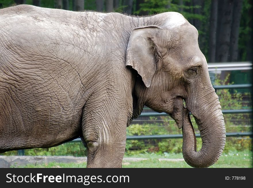 Indian elephant in the zoo