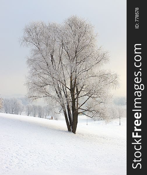 Winter landscape with tree. Winter landscape with tree