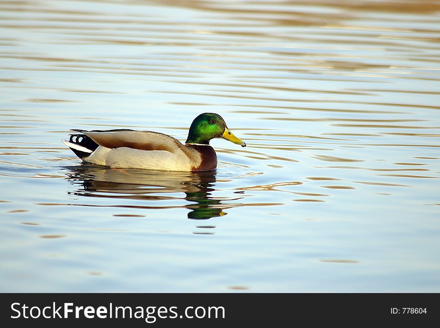 Male mallard on the river