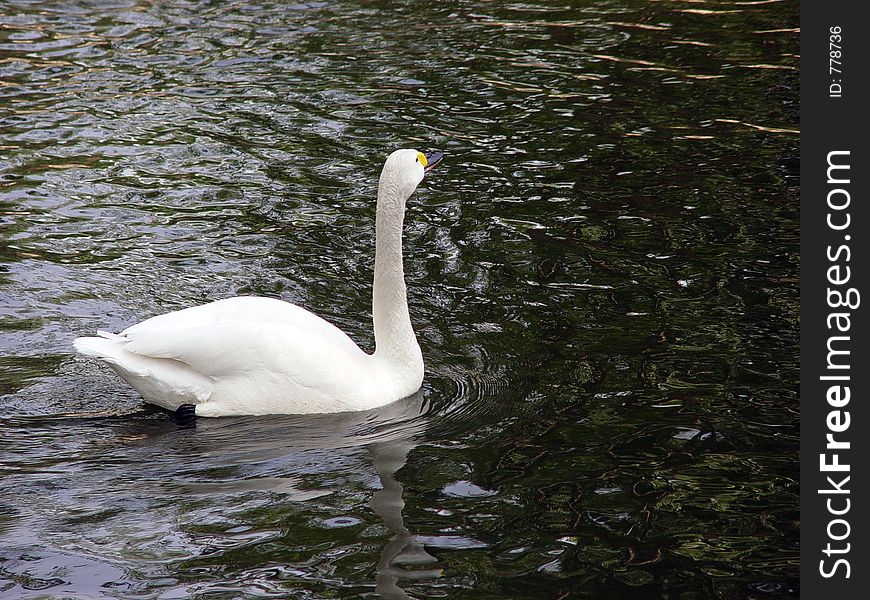 swan