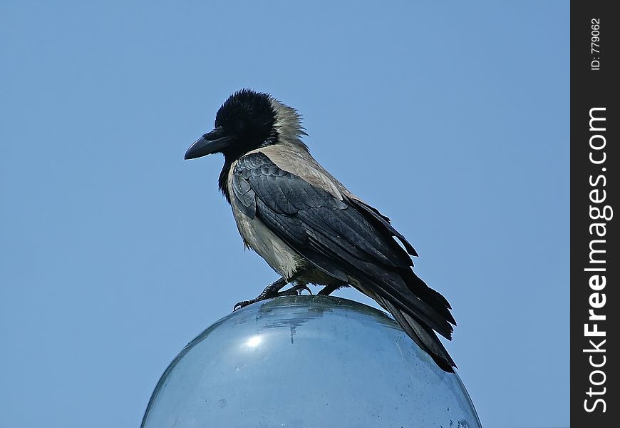 Crow sitting on a ball