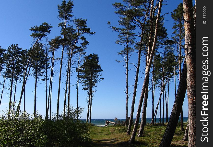 Forest path to baltic sea. Forest path to baltic sea