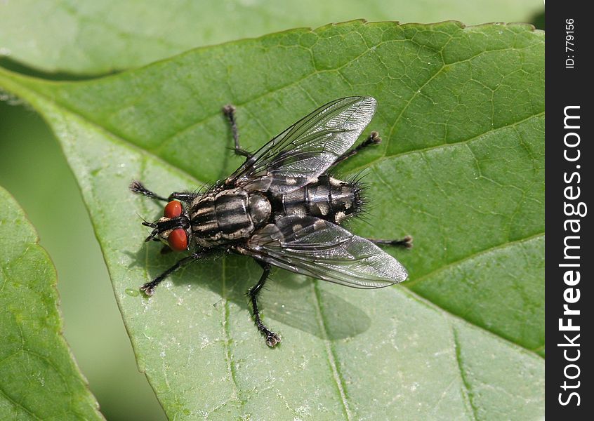 Fly on Leaf close up