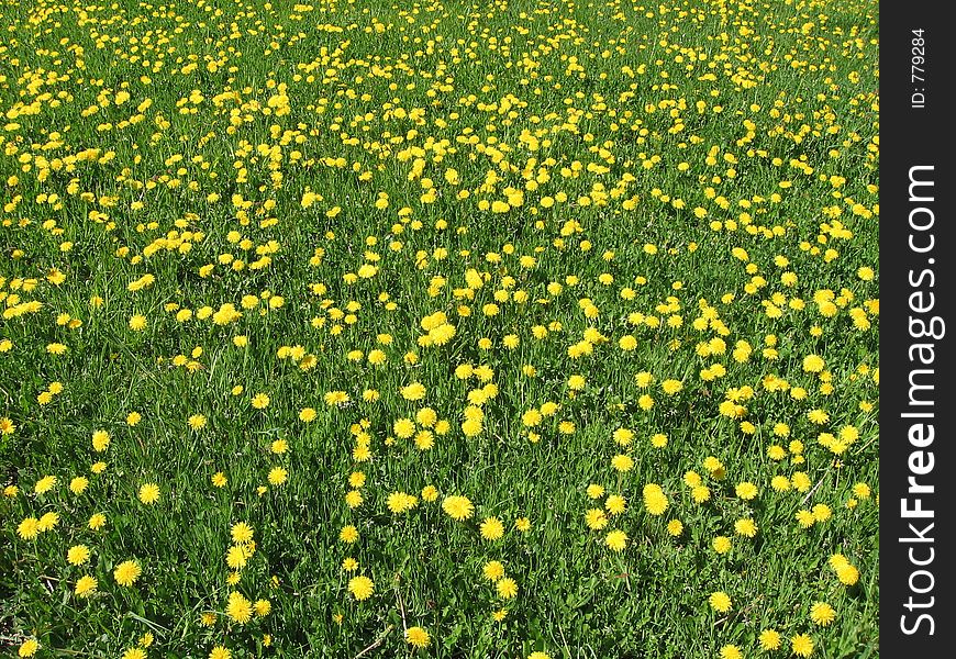 Yellow meadow