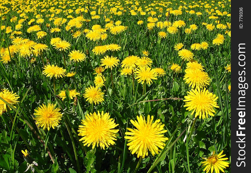 Yellow Flowers