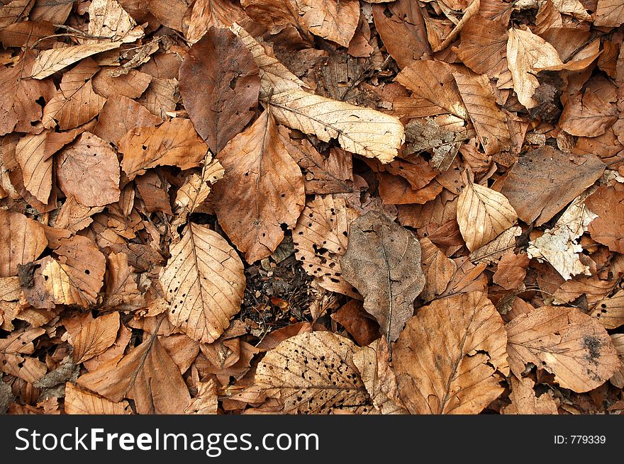 Brown leaf texture. Brown leaf texture