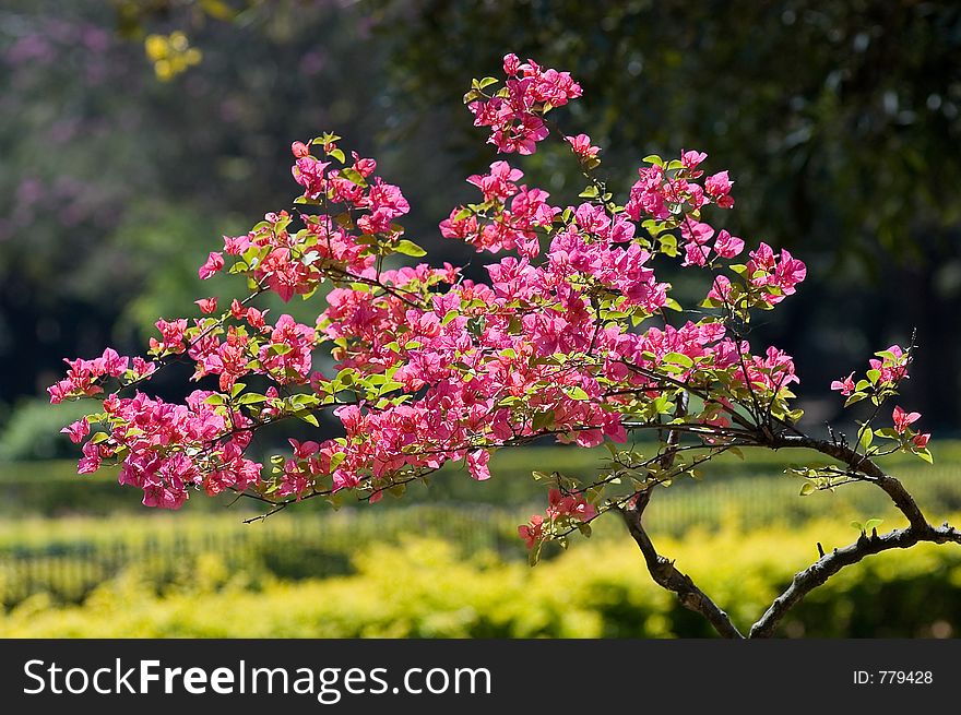 Small tree with full of pink flowers in a garden. Small tree with full of pink flowers in a garden