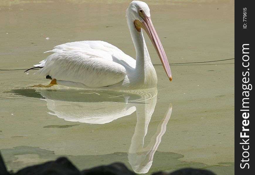 Pelican swimming reflection in the water