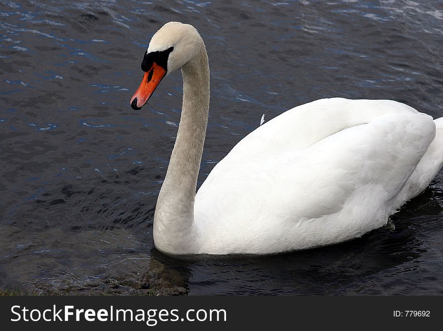 White swan on a blue water