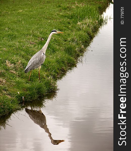 Bird on bank. Bird on bank