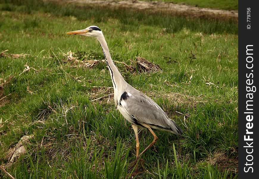 Steping Bird. Steping Bird