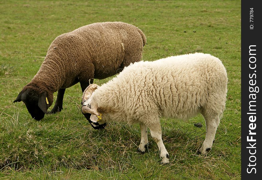Couple of sheeps. Couple of sheeps