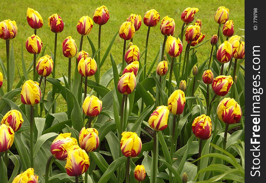 Tulip field in Keukenhof. Tulip field in Keukenhof