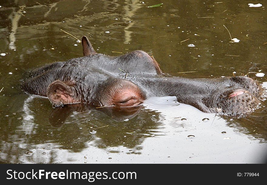 Hippo enjoying water at Prague zoo