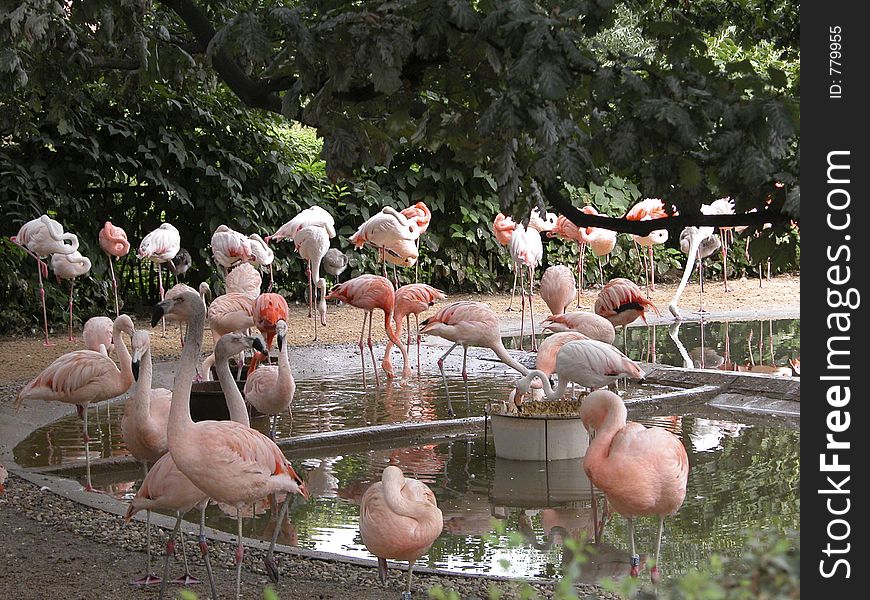 Flamingos from Prague zoo