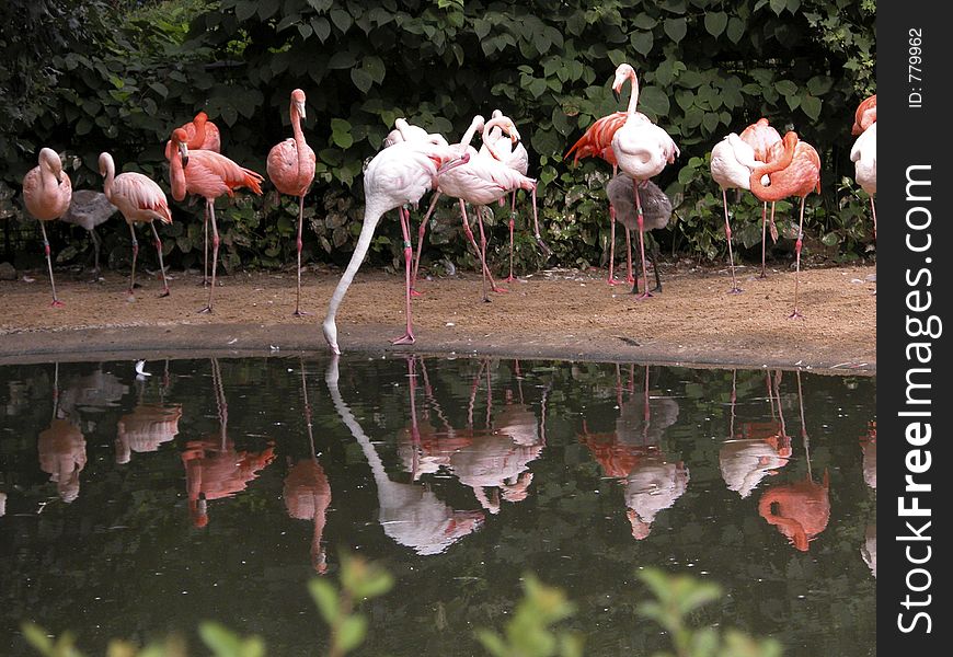 Flamingos reflections!