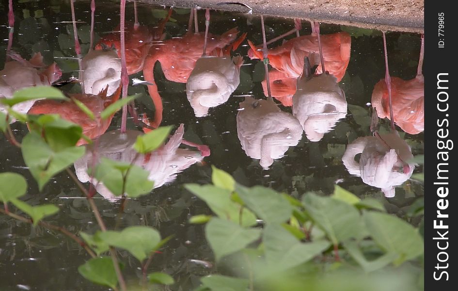 Flamingos Reflections!