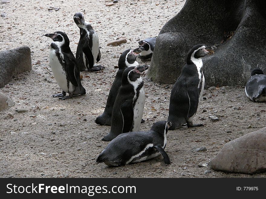 Penguins captured at Prague zoo