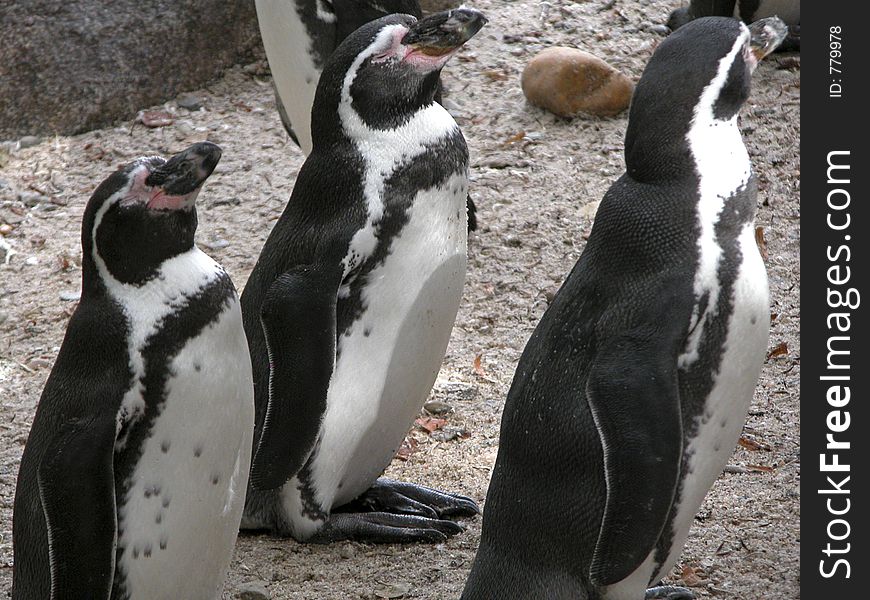 Penguins captured at Prague zoo