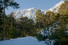 Winter Forest With Mountains Stock Images Winter Forest With Mountains Stock Images