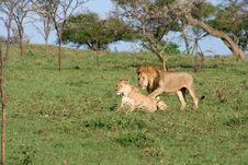 Lion Pair Royalty Free Stock Image Lion Pair Royalty Free Stock Image