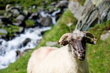 Sheep Herd On Mountain Plateau Stock Photography