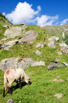 Sheep Herd On Mountain Plateau Stock Photos
